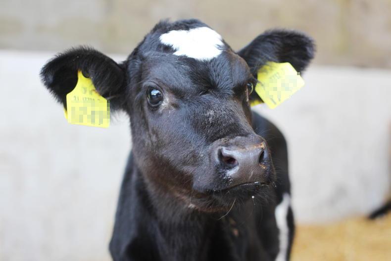 Farmers urged to record calves' birth defects with ICBF