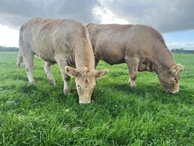 Clover swards deliver a €170/ha higher margin
