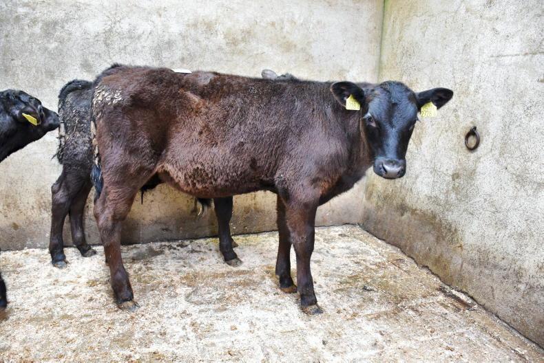 Strong trade for young stock at Kilrea