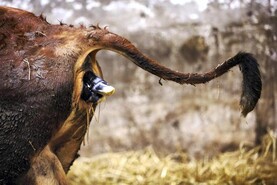 Inside Dairy: when to know to call the vet when calving a cow