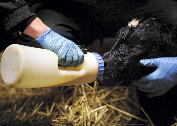 Calf Rearing Series: Calf Health 