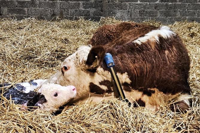 Farmer Writes: expect the unexpected at calving