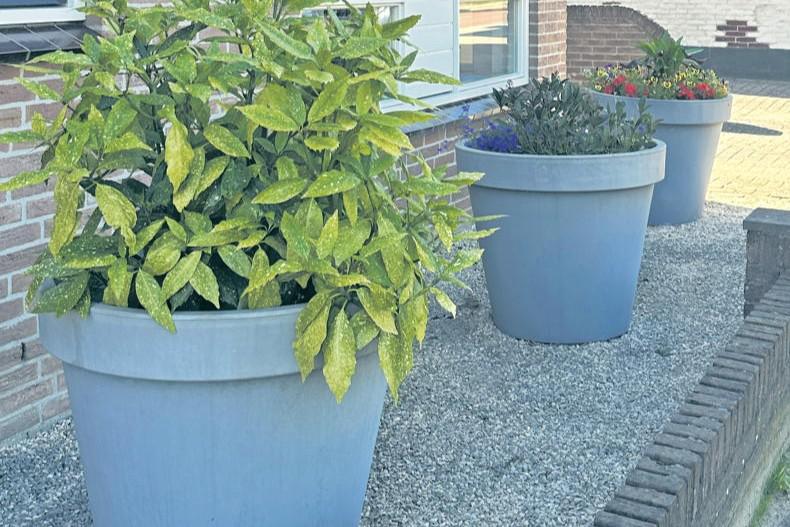 Gardening with Paul: bringing light to the dark side