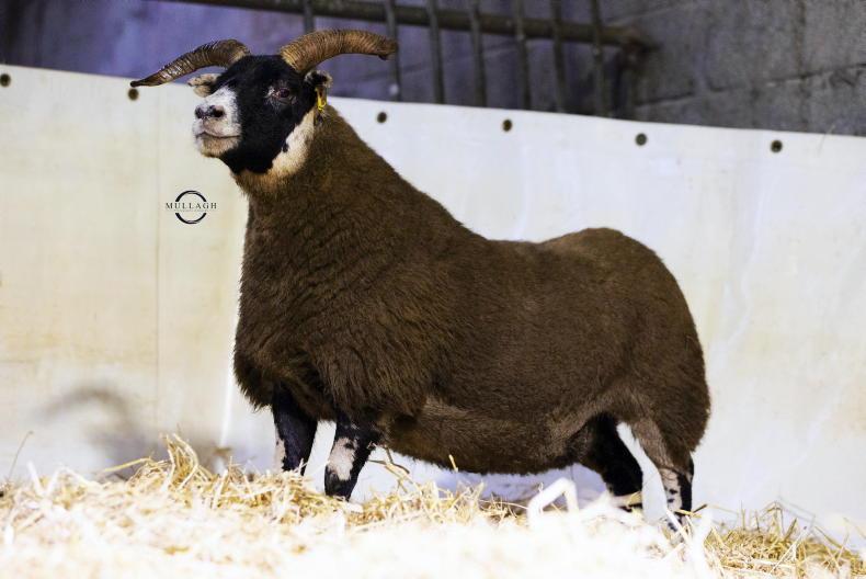Sale average up €500/head at Lanark auction