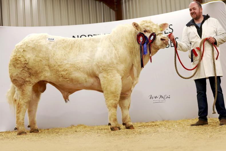 Charolais bulls sell to 16,500gns in Swatragh