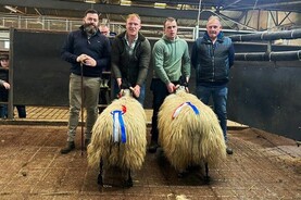 Top of €1,850 at Waterford Blackface sale