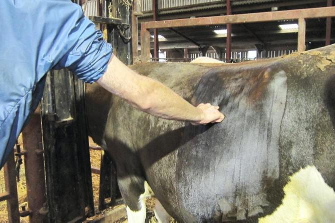 Calving calamities in the Clogher Valley