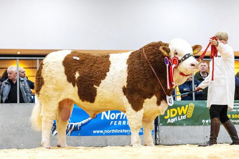 Son of Irish-bred Coose Lincoln tops Aberdeen multibreed sale at 13,000gns