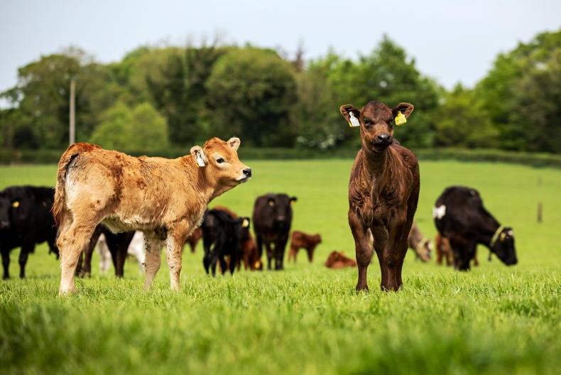 Defining year for future of suckler farming
