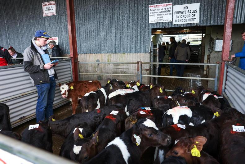 Camera at the Mart: full clearance at Cashel calf sale