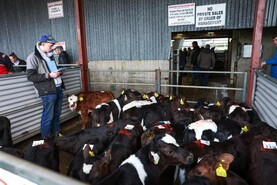 Camera at the Mart: full clearance at Cashel calf sale
