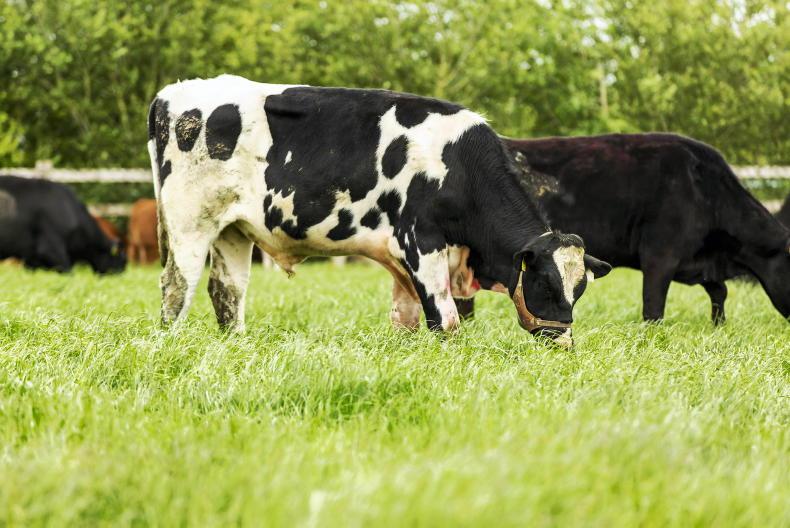 Focus on breeding at Newford open day
