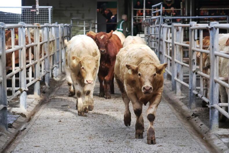 Planning to comply with the Beef Welfare Scheme