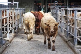 Planning to comply with the Beef Welfare Scheme