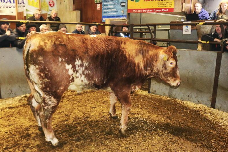Camera at the Mart: steer trade solid in Rathfriland