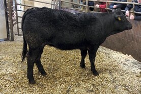 Camera at the Mart: keen farmer demand remains in Ballina