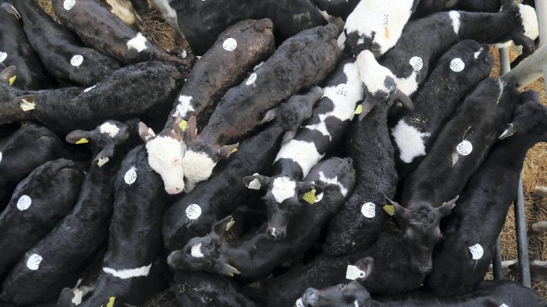 Calf price update: numbers up 5,000 on same week in 2025