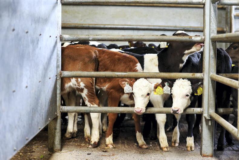 Easing of calf prices as numbers increase
