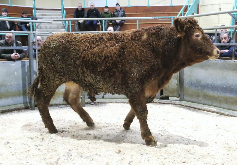 Fewer cattle eligible for £20m beef payment