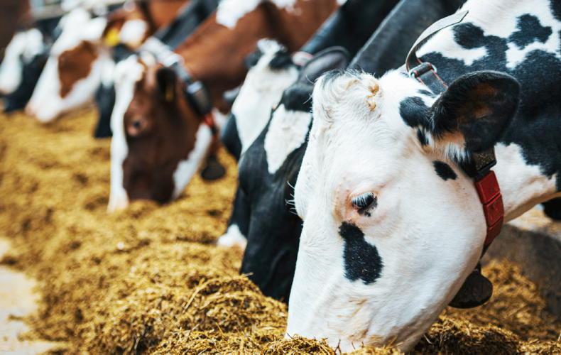 Ireland’s best-selling water heaters designed for the Irish dairy industry