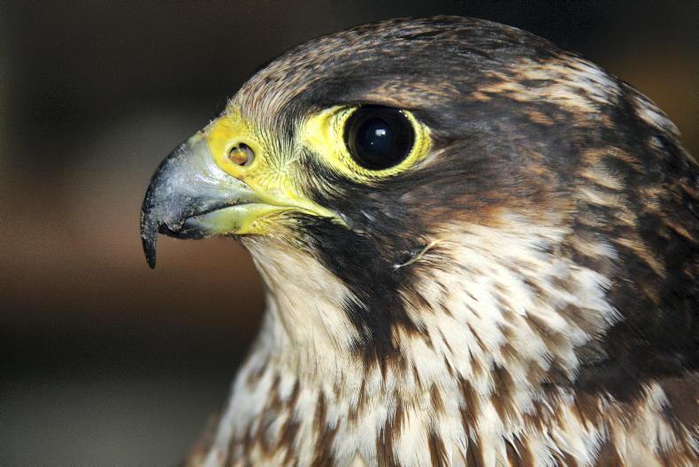 Threat to falcons is labeled 'drivel'