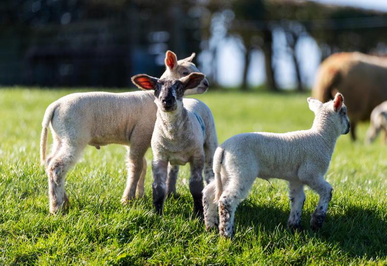 Consultation closing on castration and tail docking