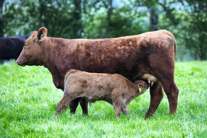 Grass+ Beef: tentative start of turn out