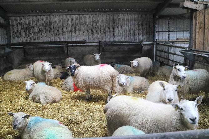 Sheep Management: lambing, marketing hoggets and slaughter suitability
