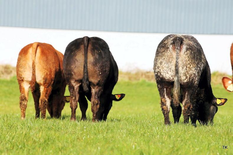 Boost for cattle trade as NI market to reopen