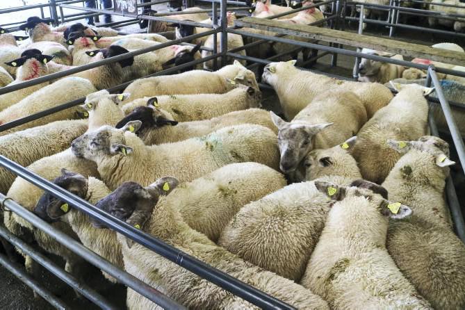 NIMEA objects to new sheep legislation