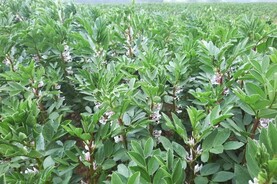 Two- and three-crop rules remain in place for majority of farmers