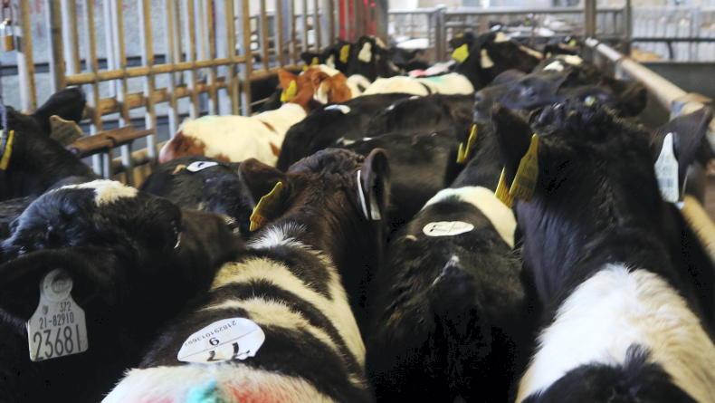Camera at the Mart: early kick-off as 2,550 calves on offer in Bandon