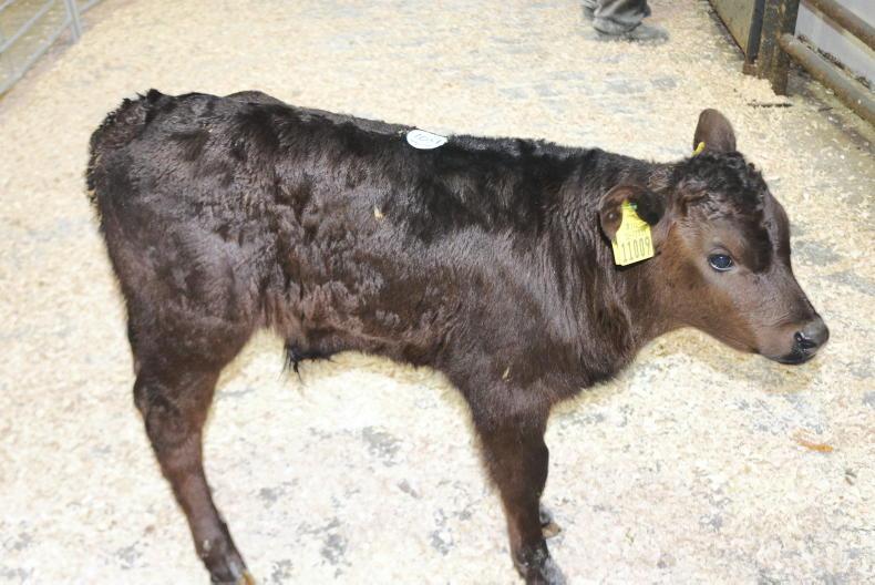 Stronger calves best sellers in Ballymahon