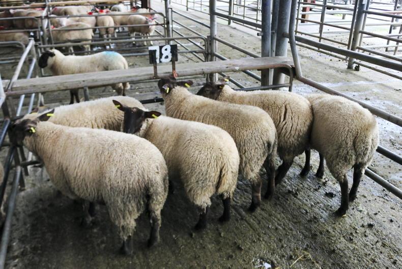 Watch: hoggets sell to €205/head in Ballinasloe Mart