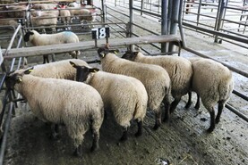 Watch: hoggets sell to €205/head in Ballinasloe Mart