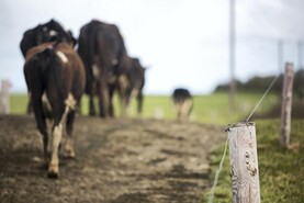 Ornua PPI dips marginally in February