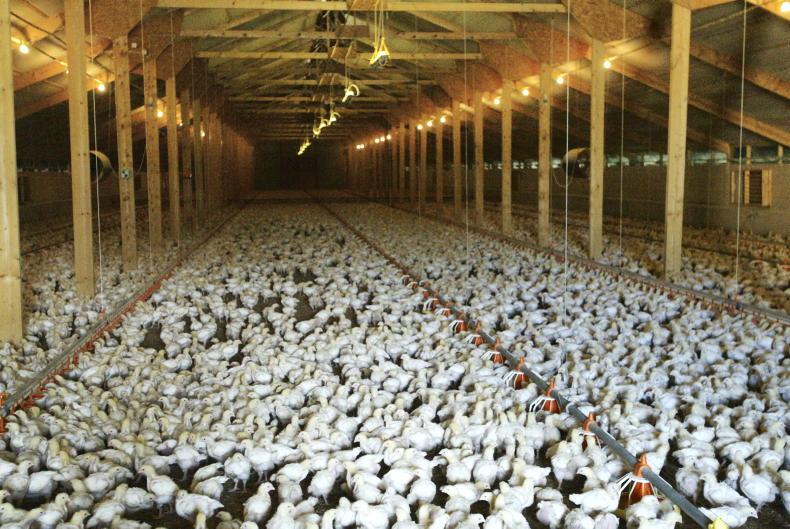 Suspected bird flu case on poultry farm in Tyrone
