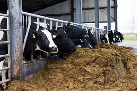 80% of farms unable to get cattle out to grass – FRS survey