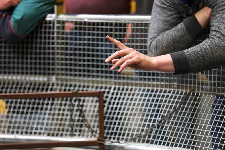 Bluetongue: shackles to come off north-south live trade on Friday