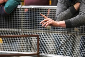 Bluetongue: shackles to come off north-south live trade on Friday