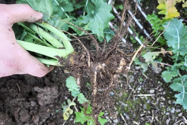 Have you clubroot in your oilseed rape?