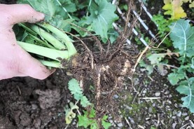 Have you clubroot in your oilseed rape?