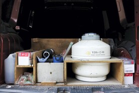 Comment: where to next for the Irish breeding programme?