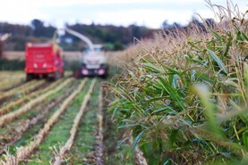 Examining the costs of forage crops