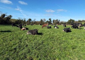 Seven cent/litre difference in the high versus low EBI herds