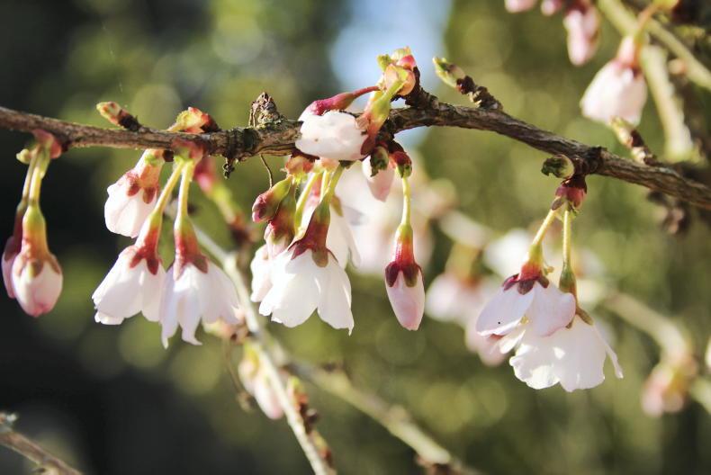 Pretty in pink petals unfold                                           