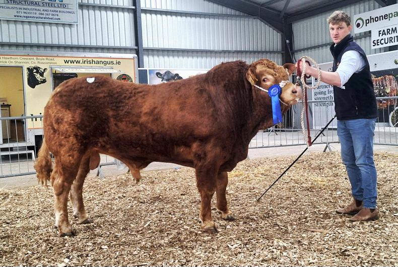 Watch: Limousin bulls peak tough trade in Carrick