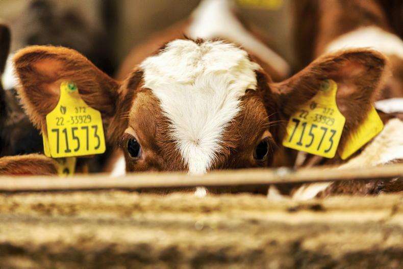 Watch: four-week-old Belgian Blue calf hits €2,090 in Carrigallen