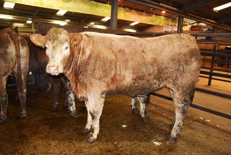 Cattle in high demand at Dungannon Mart
