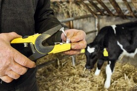 IFA calls for increased BVD PI compensation